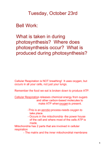 Bell Work: What is taken in during photosynthesis? Where does