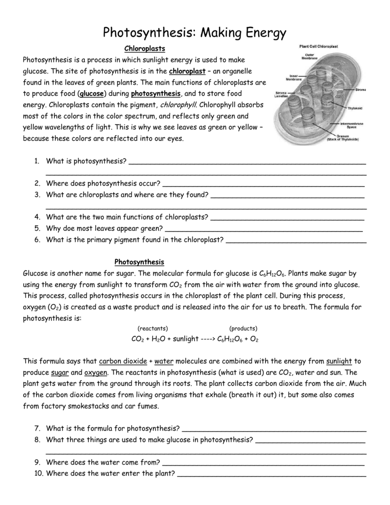 Photosynthesis Worksheet