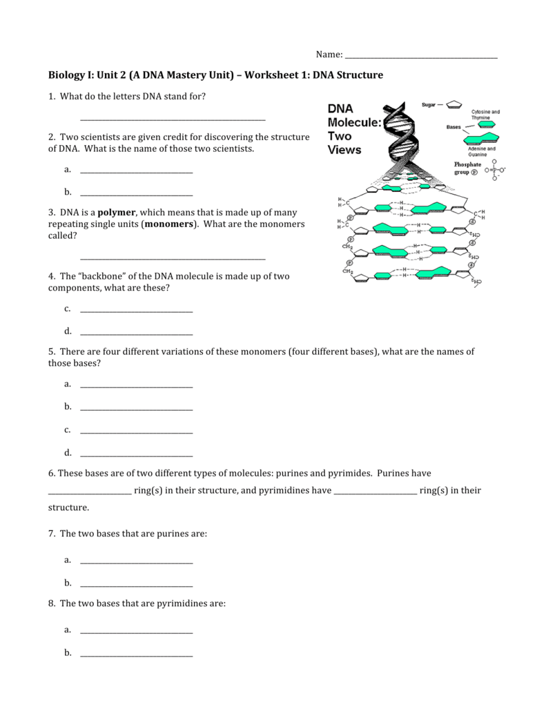 worksheet-1-dna-structure