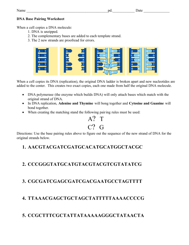 DNA base pairing Worksheet With Regard To Dna Base Pairing Worksheet Answers