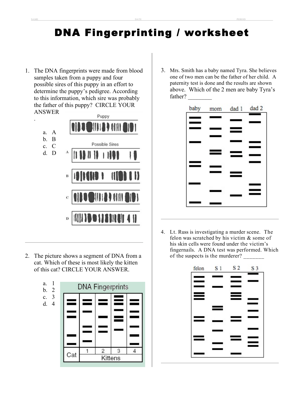 DNA Fingerprinting / worksheet Within Dna Fingerprinting Worksheet Answers