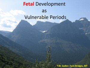 Fetal Development as Vulnerable Periods