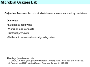 Microbial Grazers Lab