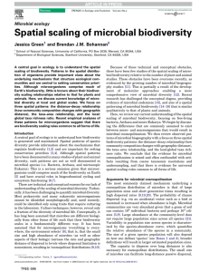 Spatial scaling of microbial biodiversity