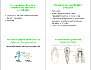 Trends in Nervous System Evolution Nervous systems show diverse