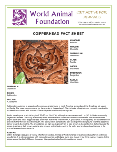 copperhead fact sheet - World Animal Foundation