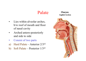 Soft Palate &Tonsils