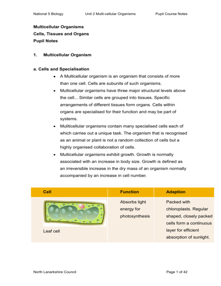 multicellular-organisms-national-5-biology-summary