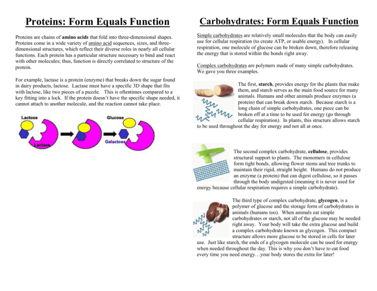 Proteins Form Equals Function