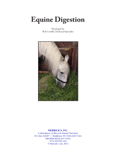 Equine Digestion - Merrick's, Inc.