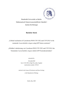 Bachelor thesis - Der WWW2