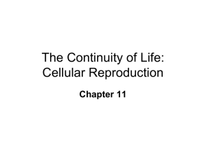 The Continuity of Life: Cellular Reproduction