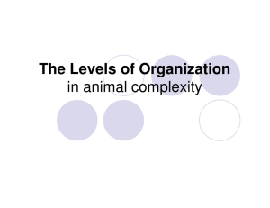 The Levels of Organization in animal complexity