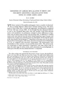 non-ebony drosophila melanogaster with