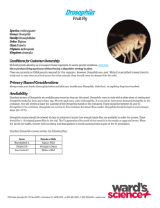 Drosophila - Ward's Science