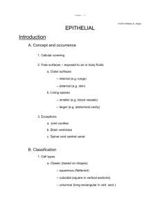 EPITHELIAL Introduction