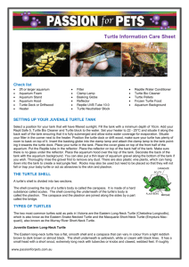 Turtle Information Care Sheet