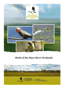 Birds of the Mary River Wetlands