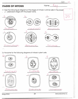 Mitosis Worksheet