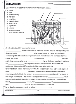 Integumentary System Review Worksheet