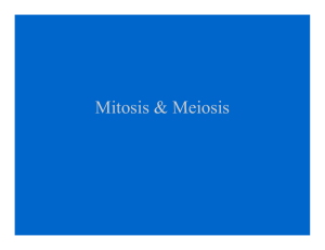 powerpoint for lab #3: "mitosis & meiosis"