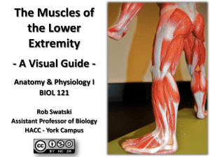 The Muscles of the Lower Extremity - A Visual Guide
