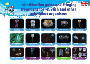 Identification guide and stinging treatment for jellyfish and other