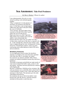 Sea Anemones: Tide
