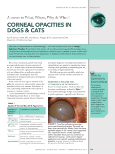 corneal opacities in dogs & cats - Today's Veterinary Practice journal
