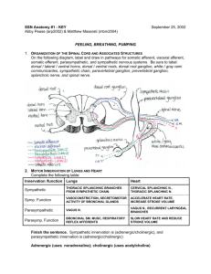 organization of the spinal cord and associated structures