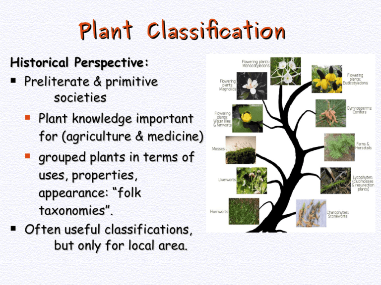 03 Bio_435_plant classification