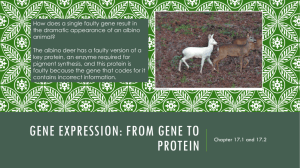 Overview of Protein Synthesis and Transcription