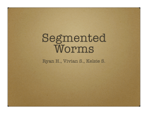 Segmented Worms