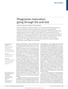 Phagosome maturation: going through the acid test