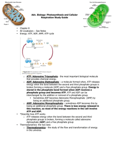 Adv. Biology: Photosynthesis and Cellular Respiration Study Guide