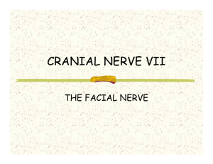 CRANIAL NERVE VII