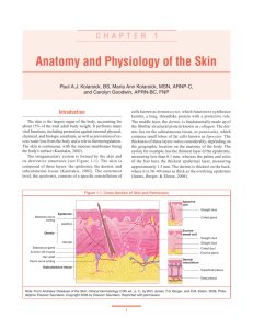 Anatomy And Physiology Of The Skin