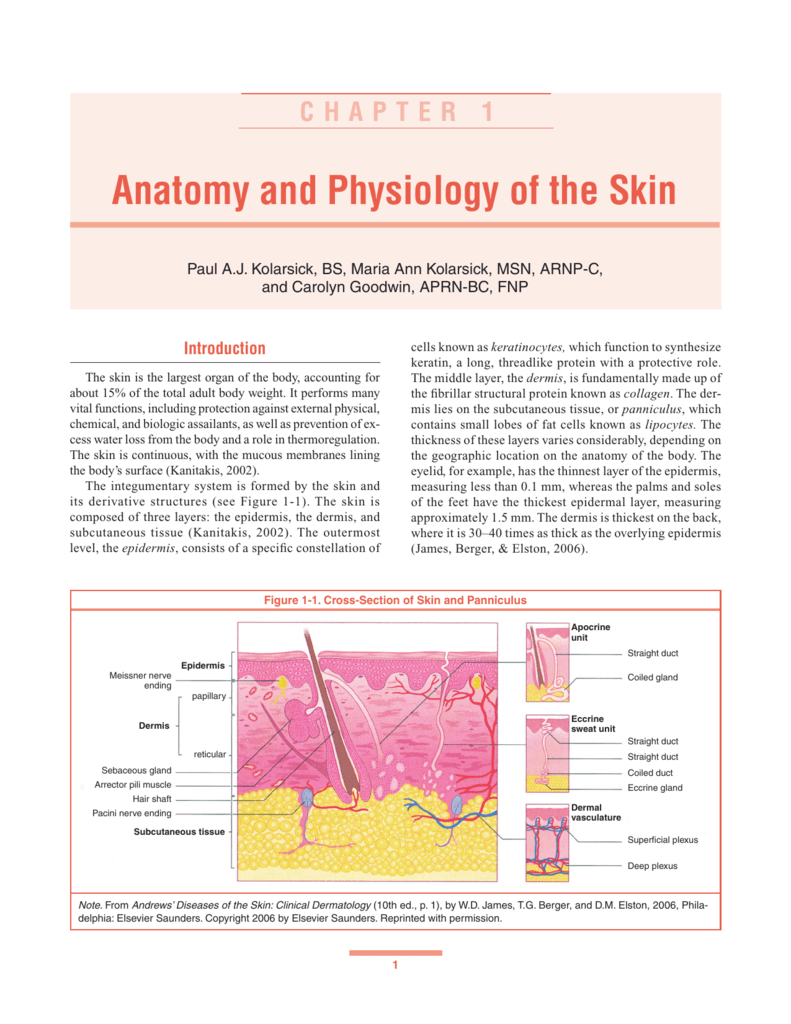 biology essay of the skin