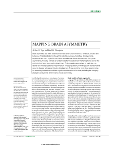 mapping brain asymmetry