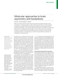 Molecular approaches to brain asymmetry and handedness