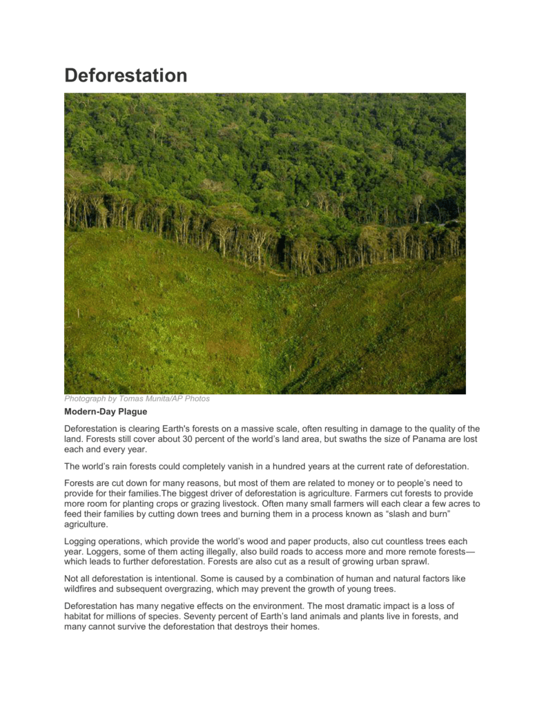 Deforestation Article