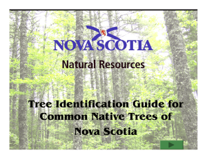 Tree Identification Guide for Common Native Trees of Nova Scotia