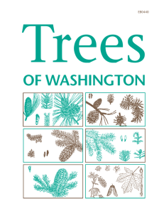 Trees of Washington - WSU Extension 4