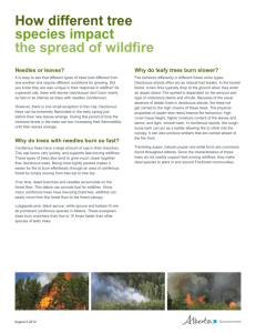 How different tree species impact the spread of wildfire
