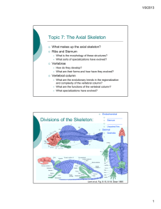 Topic 7: The Axial Skeleton Divisions of the Skeleton: