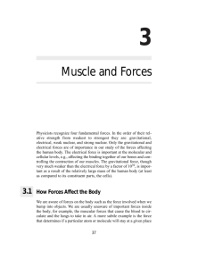 Muscle and Forces - Medical Physics Publishing