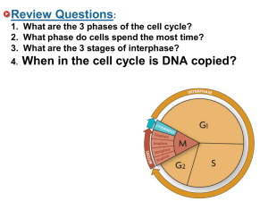 Review Questions: 4. When in the cell cycle is DNA copied?