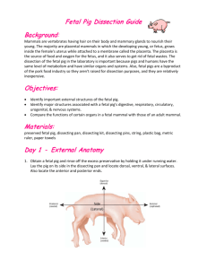 Fetal Pig Dissection Guide Background: Objectives: Materials: Day 1
