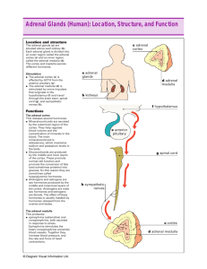 Adrenal Glands (Human): Location, Structure, and Function