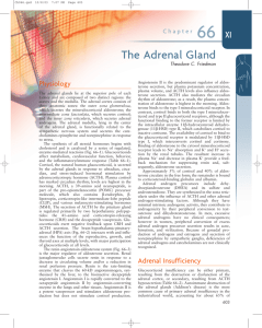 The Adrenal Gland - Good Hormone Health
